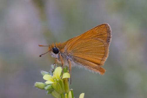 Réf. 219 702 : Thymelicus acteon